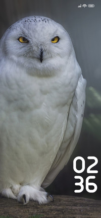 Owl