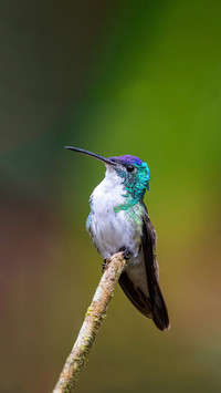 We are color blind compared to hummingbirds