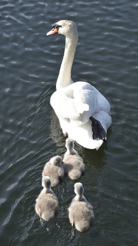 Mother swan