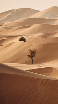 Amazing desert-02