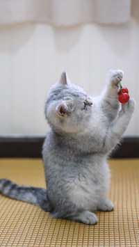 Greedy for cherries