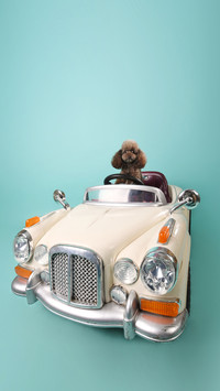 Why Dogs Like Toys 7
