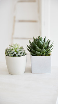Recommendations for indoor potted green plants 17