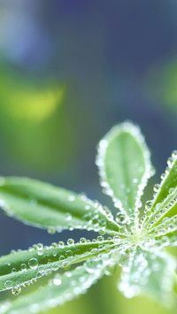 清晨的露珠