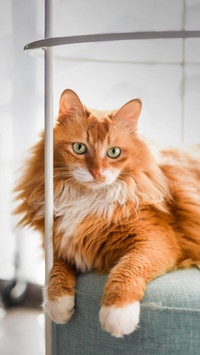 Does your cat scratch the sofa