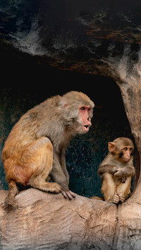 Monkey mother and son