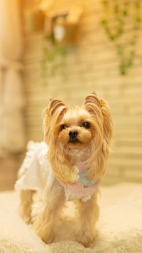 Why Dogs Dont Love Bathing 8