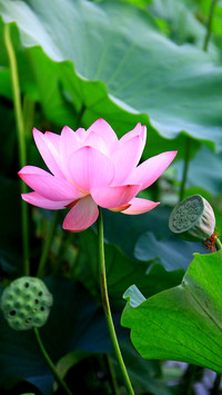 Lotus flowers in the lotus pond