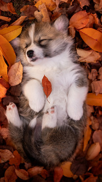 Sleeping on autumn leaves