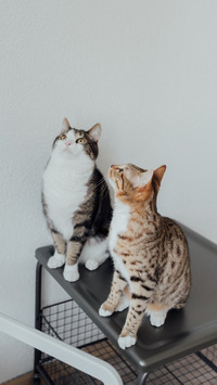 如何让猫咪相互接纳
