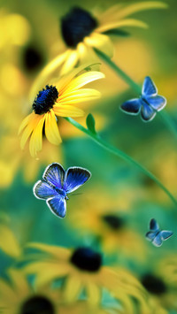 Violet Butterflies and Yellow Flowers