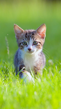 Lovely Cat on Grass