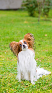 Why Dogs Suddenly Bark 2