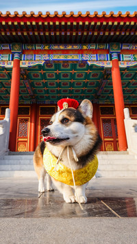Personality traits of common dogs 86