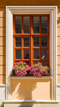 The flowers on the windowsill