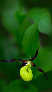 Flowers and plants