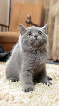 猫咪是个小醋坛子