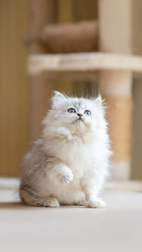 Cute persian kitten playing feather toy on wood table