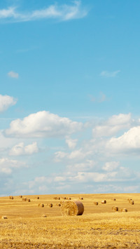 Hay bales dry in the field on a warm summer day