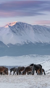Horses Foraging on The Grass Under The Snow-capped Mountains