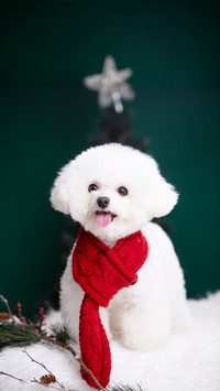 The dual truth that bichon frises dont shed