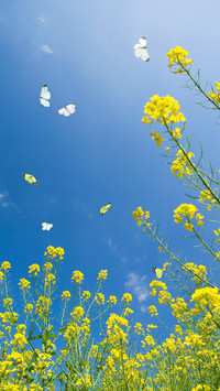 Rapeseed and butterflies