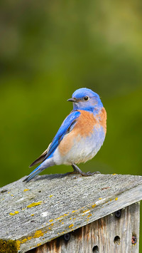 A little bird with a naturally gradient plumage
