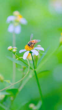 Honey was originally brewed in this way
