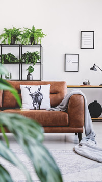 How to correctly place green plants in the living room 1