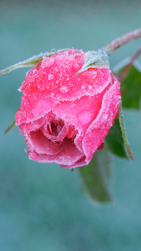 雪霜消后色