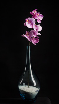 Japanese and Chinese traditional flower arrangement of the a