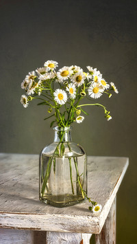 Still life with a small bouquet of meadow daisies