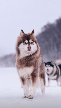 5 Kinds of Dogs Not Afraid of the Cold 5