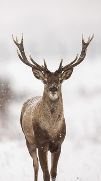 india-deer