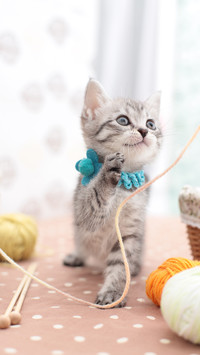 如何给猫咪喂食？