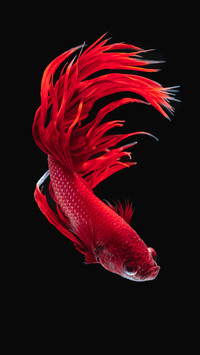 Slide left 4 choose 1 Koi 12
