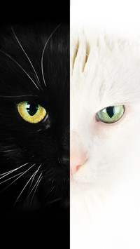 Cat Pattern