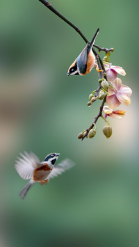 Birds and flowers in the forest