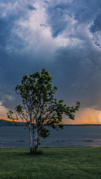 A lone tree stands against the wind