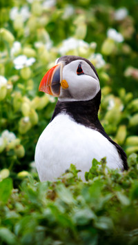 Puffin in the flowers