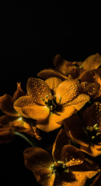 Rich Colors (4)