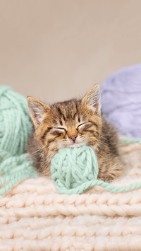 Cute kitten sleeping on balls of yarn