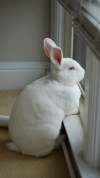 Rabbit (2)
