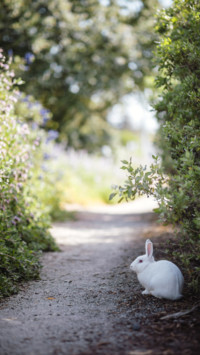 Rabbit (7)