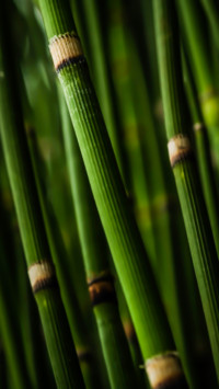 Environment Day (17)