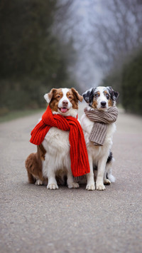 Colorful Scarves, Colorful Moments with Aussie Dogs