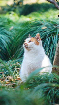 The cat at xiyuan temple