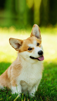 Dog84