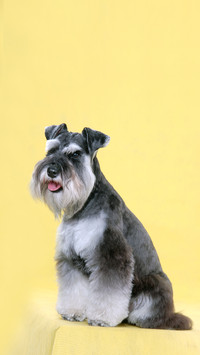 What are the benefits of female dog sterilization 4