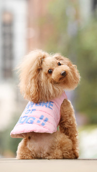 Reasons for Dog Hair Loss 5